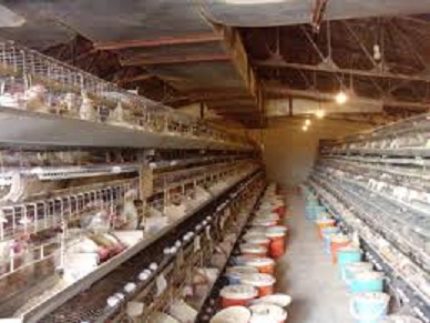 پروژه بزرگ مرغ تخمگذار گچساران بزودي وارد مدار توليد مي شود