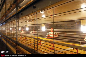 86 واحد مرغداری گوشتی در استان ایلام به بهره برداری می رسد