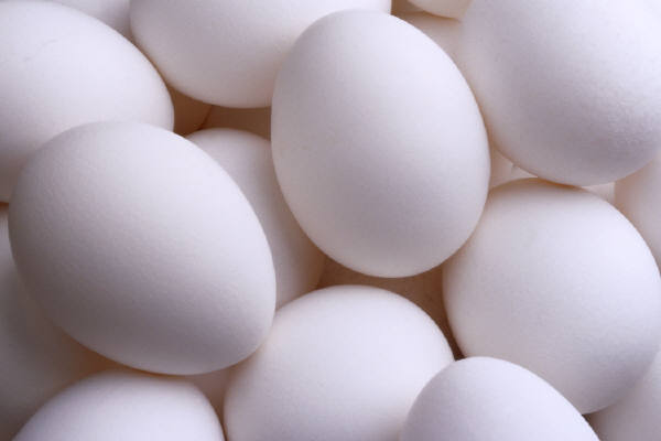 صنعت تخم مرغ فرانسه در آستانه ورشکستگي