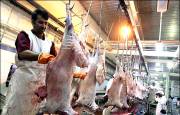 افزایش 20 درصدی کشتار دام در کشتارگاه‌های کشور
