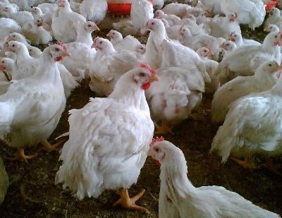سالانه شش هزار و ۷۸۰ تن مرغ و تخم مرغ در محلات توليد مي شود