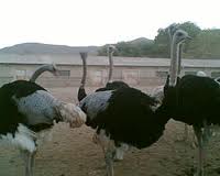 سالانه 40 تن گوشت شتر مرغ در کرمانشاه تولید می‌شود