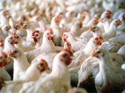 کاهش 50 درصدی تولید مرغ گوشتی در شهرضا/ هزینه انرژی مرغداری‌ها کاهش یافته‌است