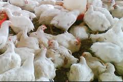 افتتاح واحد تولیدی 20 هزار قطعه‌ای مرغ گوشتی در لنده