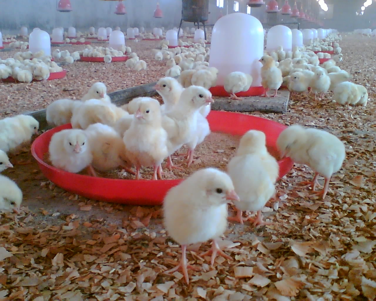 رشد 21 درصدی میزان جوجه ریزی در واحدهای پرورش مرغ گوشتی