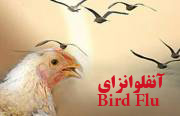 تهدید آنفولانزای فوق حاد پرندگان