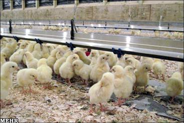جوجه ریزی بیش از هشت میلیون قطعه مرغ گوشتی در قم