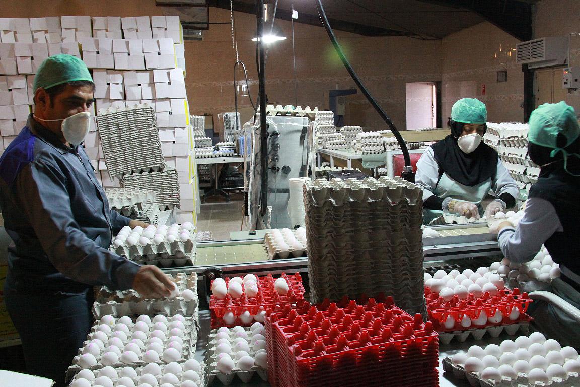 توليد تخم‌مرغ‌هايي عاري از آفلاتوكسين/ تنها يك گام تا صادرات تخم مرغ يزد