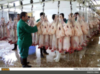 وضعيت كشتار دام خوزستان، بيماري هاي طيور، واردات نهاده‌ها