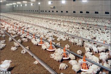 تولید 60 هزار تن گوشت در 567 واحد مرغداری گوشتی در کردستان