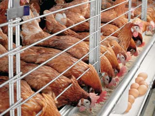 27 واحد مرغ تخم‎گذار در سمنان دارای پروانه بهره‎برداری هستند