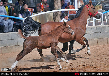 جشنواره اسب های زیبا و اصیل ایرانی