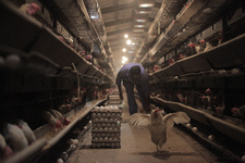 شیوع بیماری‌های تنفسی و تمام شدن بیماری تب سه‌روزه