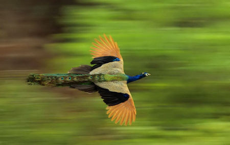 تصاویر/ پرواز زیبای طاووس