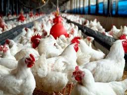 تعيين فاكتور ابقاي بيكربنات به منظور استفاده در روش اكسيداسيون اسيد آمينه شاخص در مرغ هاي مادر گوشتي