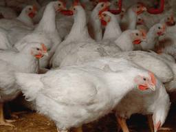 تولید تخم مرغ در کرمانشاه 10 هزار تن کمتر از مصرف است/ امکان وجود صادرات مرغ به خارج کشور
