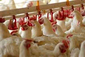 هدف از تبادل مرغ با نهاده های دامی حمایت از تولیدکننده است