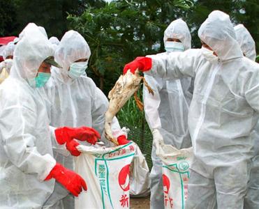 سازمان ملل از شیوع آنفلوانزای مرغی در چین خبر داد