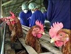 همزمان با آغاز سال نو سنتي چين، آنفلوانزاي مرغي به کابوس تبديل مي شود