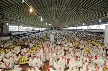 کلنگ ساخت بزرگترین مرغداری استان در فاروج بر زمین می خورد