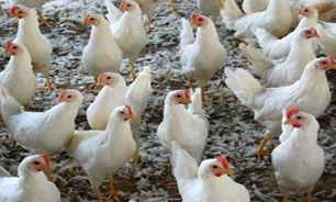 تولید 153 هزار تن گوشت مرغ در اصفهان