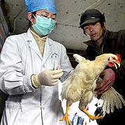 شناسايي 6 مورد جديد ابتلا به آنفلوانزاي مرغي در چين