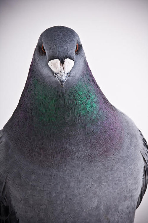 زیباترین کبوترها از نژادهای مختلف
