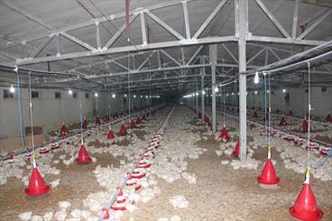 توسعه مرغداری ها در ایلام / استان ایلام به قطب تولید گوشت سفید تبدیل شد