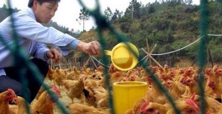 گسترش آنفلوانزای مرغی در کشورهای جنوب شرق آسیا