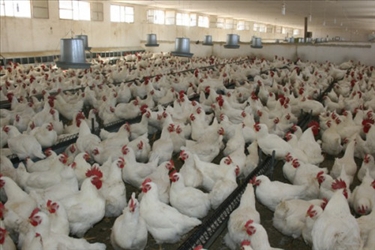 اصلاح ساختار مصرف انرژی در مرغداری های نکا را 30 درصد کاهش داد