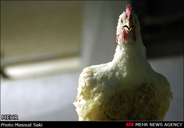 بازارمرغ و تخم‌مرغ در البرز آرام است