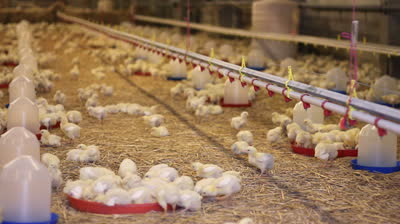 افزایش 17 درصدی جوجه ریزی در آذربایجان غربی/ تولید 6500 تن گوشت مرغ