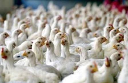 سه هزار قطعه مرغ زنده قاچاق در تربت جام کشف شد