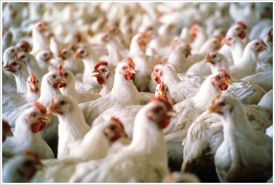 بزرگترین زنجیره تولید مرغ کشور در چهارمحال و بختیاری ایجاد می شود