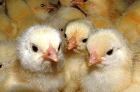 بیش از چهار میلیون قطعه جوجه ریزی گوشتی در مرغداری های ساری انجام شد