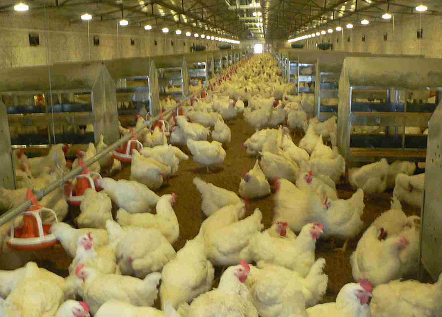 توزیع بیش از سه میلیون لیتر سوخت در مرغداریهای گوشتی ساری