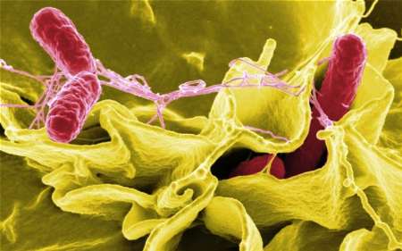 محققان انگلیسی درحال تحقیق درباره علت شیوع باکتری سالمونلا در این کشور