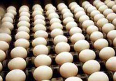 700 تن تخم مرغ در گچساران تولید شد