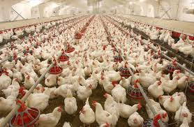 40 درصد ظرفیت مرغداری های کشور بلااستفاده است