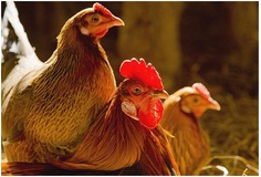 دامپزشکی آمل از توزیع بیش از نیم تن مرغ زنده جلوگیری کرد