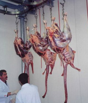 19 تن گوشت شترمرغ در خراسان جنوبی تولید شد