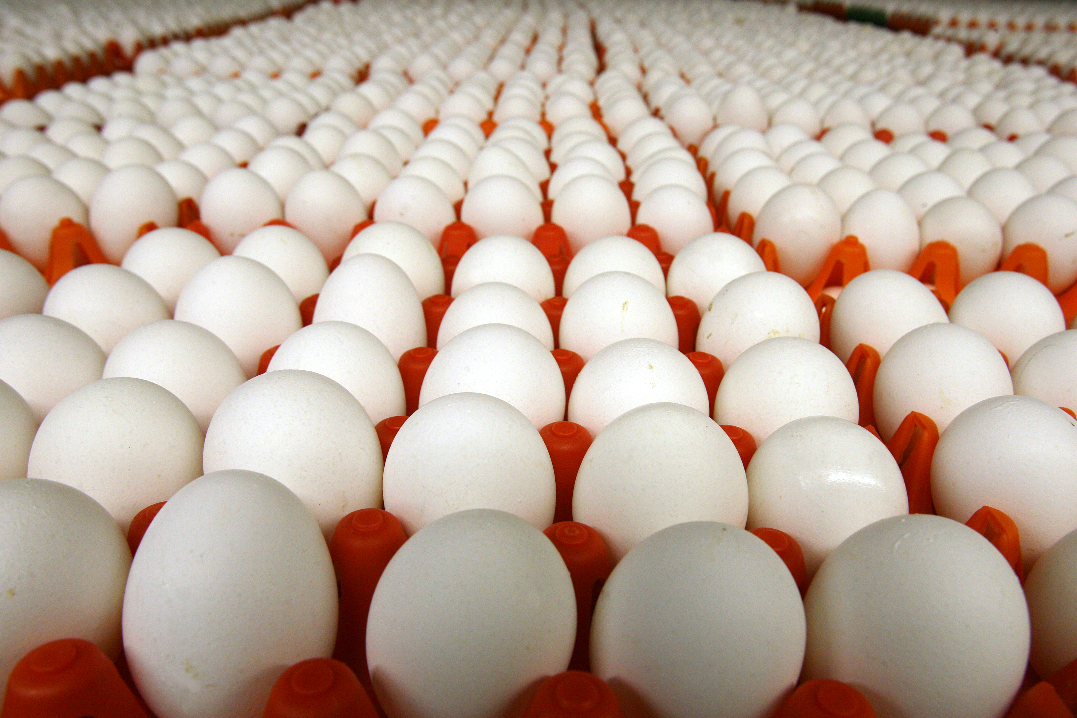 11 میلیون تخم مرغ در تاکستان تولید شد