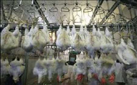 418 هزار کیلو گرم گوشت غیر قابل مصرف مرغ در کشتارگاههای خراسان رضوی معدوم شد