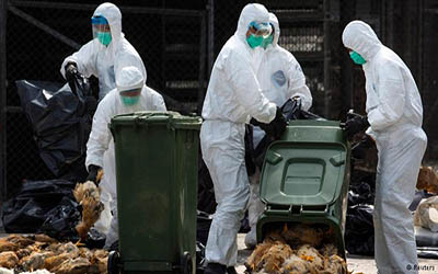ژاپن 37 هزار قطعه مرغ را پس از کشف کانون جديد آنفلوانزاي پرندگان معدوم کرد