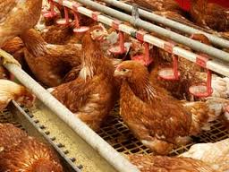 ظرفیت تولید مرغ در چالوس به 560 هزار قطعه رسید