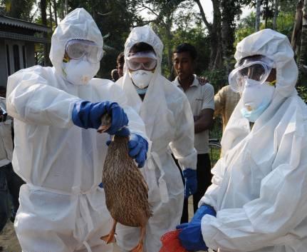 نوع جدیدی از ویروس آنفلوآنزای مرغی در تایوان مشاهده شد