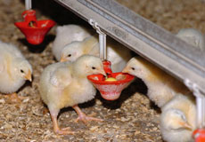تأثیر پادتن اختصاصی زرده تخم مرغ بر مرفولوژی مخاط روده وکاهش موضعی شدن باکتری اشریشیاکلی‌ ‌در جوجه‌های گوشتی