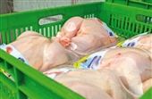 مرغ منجمد با قیمت هر کیلوگرم 55 هزار ریال در میادین میوه و تره بار استان تهران عرضه می شود