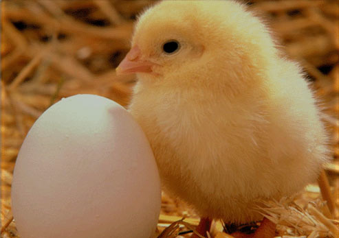 تاثیر سینبیوتیک تلقیح شده در تخم مرغ برروی ساختار و توسعه ارگان های ایمنی