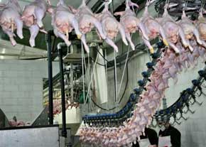 100 هزار تن گوشت مرغ به خارج از کشور صادر می شود